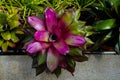 Beautiful decorative pineapple plant or Aechmea fasciata in shad