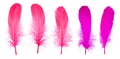 Close Up Beautiful Decorative Pink Set Feathers, Isolated On White Background