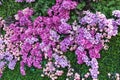 Decorative plant wall from artificial green grass and different pink purple flowers as romantic, wedding, background Royalty Free Stock Photo