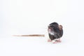 Beautiful decorative rat turned sideways closeup. Isolated on a white background Royalty Free Stock Photo