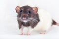 Beautiful decorative rat turned sideways closeup. Isolated on a white background Royalty Free Stock Photo