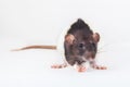 Beautiful decorative rat turned sideways closeup. Isolated on a white background Royalty Free Stock Photo