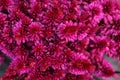 Beautiful decorative red Chrysanthemums, sometimes called mums or chrysanths, flowers in the autumn garden. Flora and flowers, Royalty Free Stock Photo