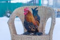 Beautiful decorative rooster on a wicker chair