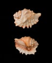 Beautiful decorative shell of natural origin on a black background isolated view from both sides from the top