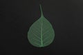 Beautiful decorative skeleton leaf Royalty Free Stock Photo