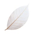 Beautiful decorative skeleton leaf