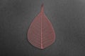 Beautiful decorative skeleton leaf on black background Royalty Free Stock Photo