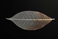 Beautiful decorative skeleton leaf Royalty Free Stock Photo