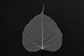 Beautiful decorative skeleton leaf