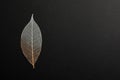 Beautiful decorative skeleton leaf and space for text on black background Royalty Free Stock Photo