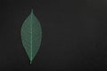 Beautiful decorative skeleton leaf and space for text on black background Royalty Free Stock Photo