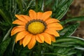 Beautiful decorative yellow flower named gazania Royalty Free Stock Photo