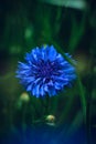 beautiful deep blue cornflower