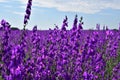 Beautiful deep blue flowers, forking larkspur.