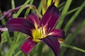 Burgundy Purple Daylily with Yellow Throat