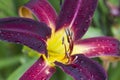 Burgundy Purple Daylily with Yellow Throat