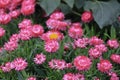 a Beautiful Deep Colored Strawflower Macro, hk Royalty Free Stock Photo