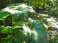 beautiful deep green fern in the forest by the stream