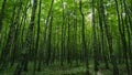 Beautiful deep green forest gleam sunshine woods trees. Summer day tranquility resonating calm and relaxation in Royalty Free Stock Photo