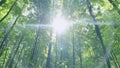 Beautiful deep green forest gleam sunshine woods trees. Summer day tranquility resonating calm and relaxation in Royalty Free Stock Photo