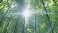 Beautiful deep green forest gleam sunshine woods trees. Summer day tranquility resonating calm and relaxation in Royalty Free Stock Photo