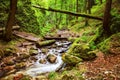Beautiful deep green forest with river running through Royalty Free Stock Photo