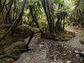 Rocky path in deep forest, Copland track, New Zealand Royalty Free Stock Photo