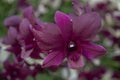 Beautiful deep magenta orchid flower in the garden. Selective focus.