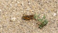 Beautiful Deep Orange Migratory Grasshopper Melanoplus sanguinipes Perched on a Gravel Road with Some Vegetation