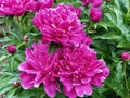 Beautiful deep pink peony flowers, fully blooming.