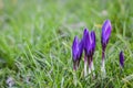 Beautiful deep purple crocuses buds