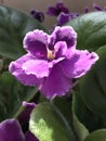 Deep Purple with White Edge African Violet Plant - Streptocarpus sect Saintpaulia