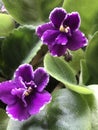 Deep Purple with White Edge African Violet Plant - Streptocarpus sect Saintpaulia