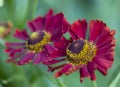 Beautiful deep purple and yellow cut-leafed coneflower