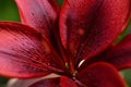 beautiful deep red lily flower blooming in garden. extreme macro Royalty Free Stock Photo