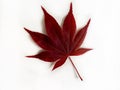 Beautiful deep red maple leaf on white background