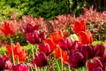 Beautiful deep red and orange tulips in the botanical garden, Closeup Royalty Free Stock Photo