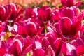 Beautiful deep red tulips in the botanical garden, Closeup