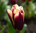 Beautiful deep red and yellow Tulip / Tulipa flower in the spring Royalty Free Stock Photo