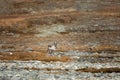 Beautiful deer with big antlers on mountain. Lapland