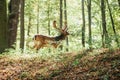 Beautiful deer with branched horns stands on a hill in an autumn forest among trees. Selective focus on grass, deer Royalty Free Stock Photo