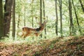 Beautiful deer with branched horns stands on a hill in an autumn forest among trees. Selective focus on grass, deer Royalty Free Stock Photo