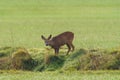 one beautiful deer doe standing on a meadow in spring Royalty Free Stock Photo