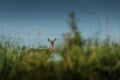 Beautiful deer or doe in sunrise light on meadow, hunting theme, and wildlife scene, capreolus Royalty Free Stock Photo