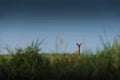 Beautiful deer or doe in sunrise light on meadow, hunting theme, and wildlife scene, capreolus Royalty Free Stock Photo