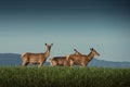 Beautiful deer or doe in sunrise light on meadow, hunting theme, and wildlife scene, capreolus Royalty Free Stock Photo