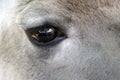 Beautiful deer eye, close-up