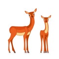 Beautiful deer family. Wildlife of forest mammals. Cartoon flat style drawing vector illustration isolated on white