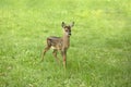 Beautiful Deer Fawn